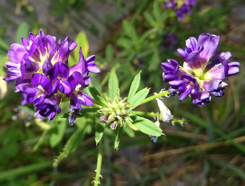 Medicago sativa - Fabaceae